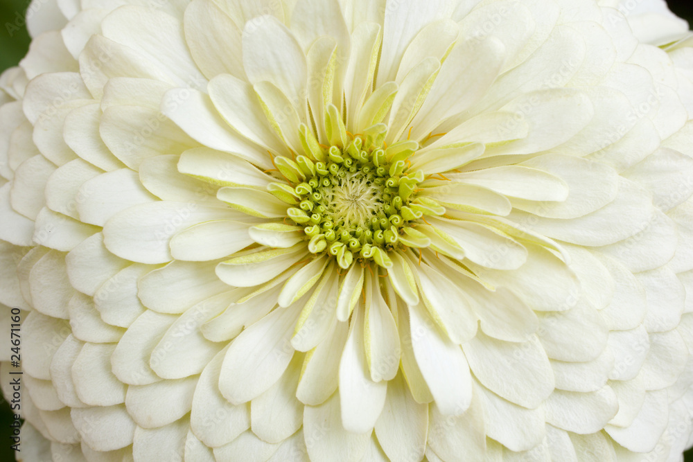 Gerbera bianca Gerbera bianca