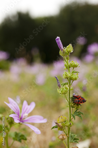 Coleotteri Trichodes photo