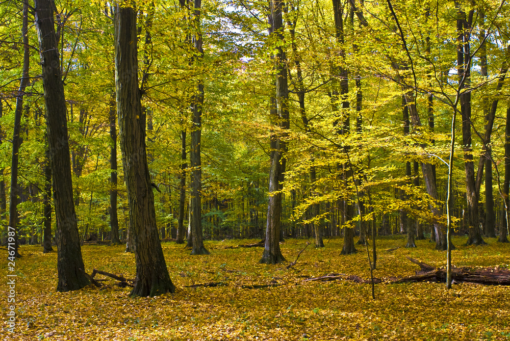 Obraz premium The hornbeam forest