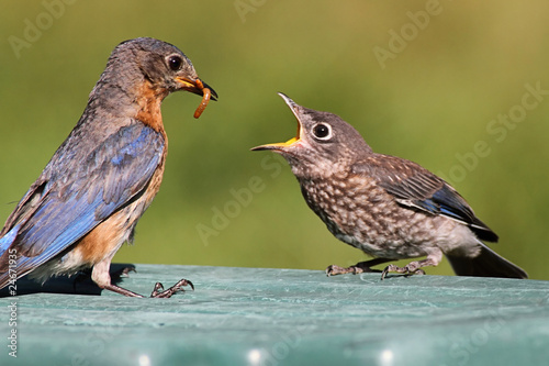 Female Eastern Bluebird Feeding A Baby