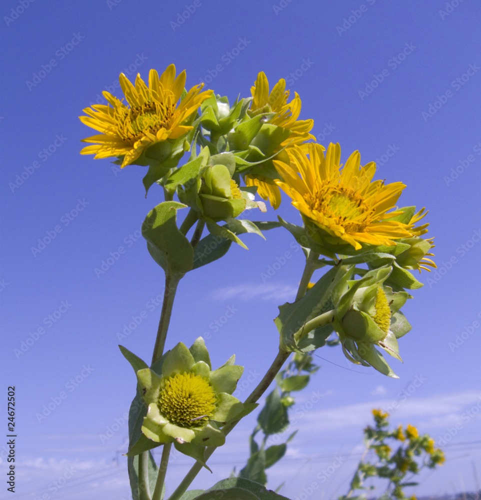 Obraz premium Close-up of yellow orange Rosinweed flowers on blue sky backgrou