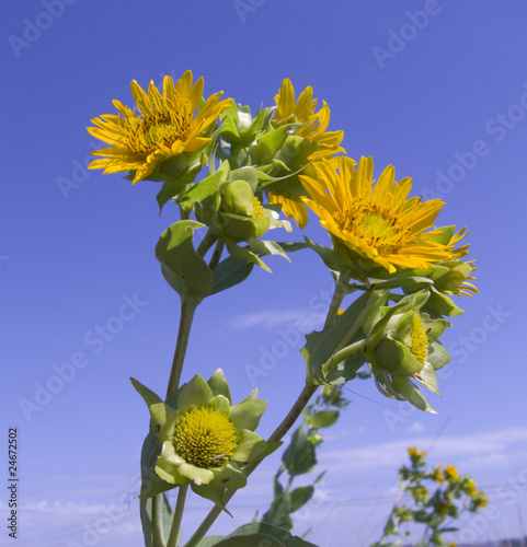Close-up of yellow orange Rosinweed flowers on blue sky backgrou photo