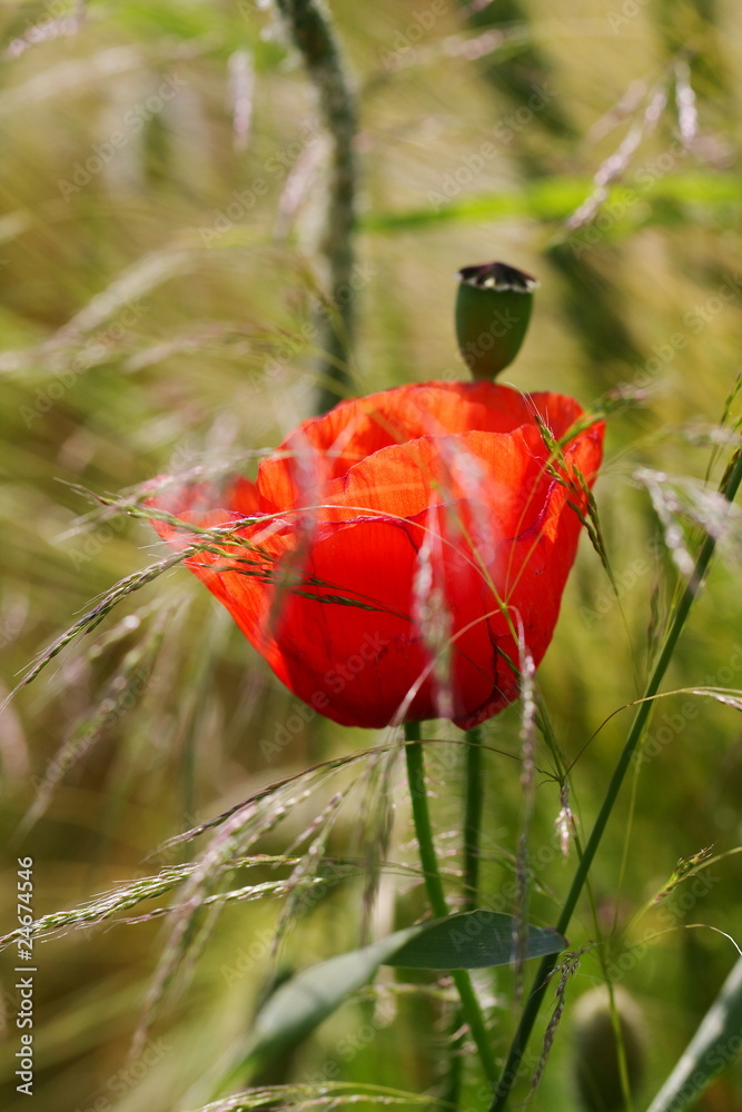 Obraz premium mak polny