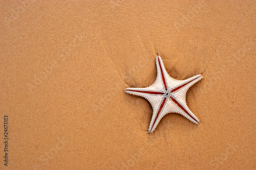 Starfish and sand