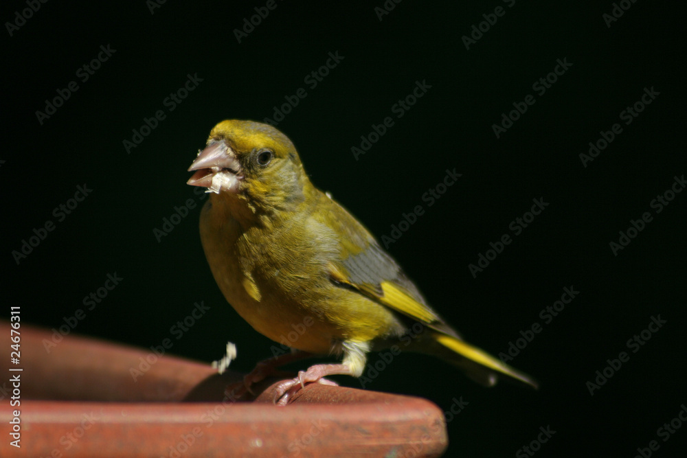 Fototapeta premium Grünfink 11