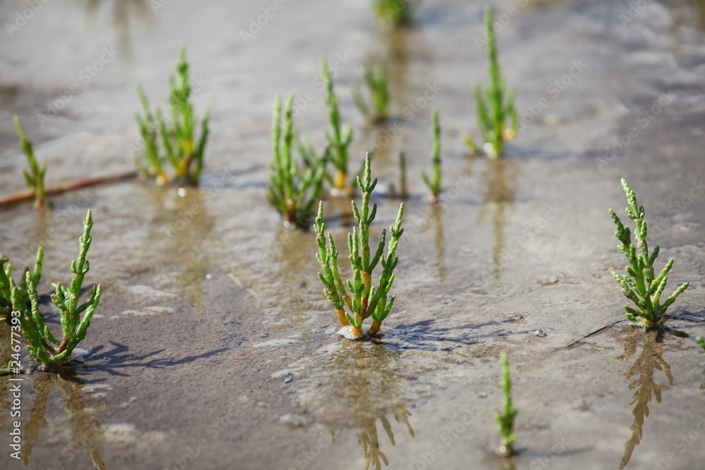 Queller - Salzkräuter - Salicornia europaea Queller - Salzkräuter - Salicornia europaea