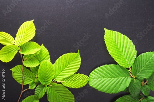 Fotografie leaves and copyspace