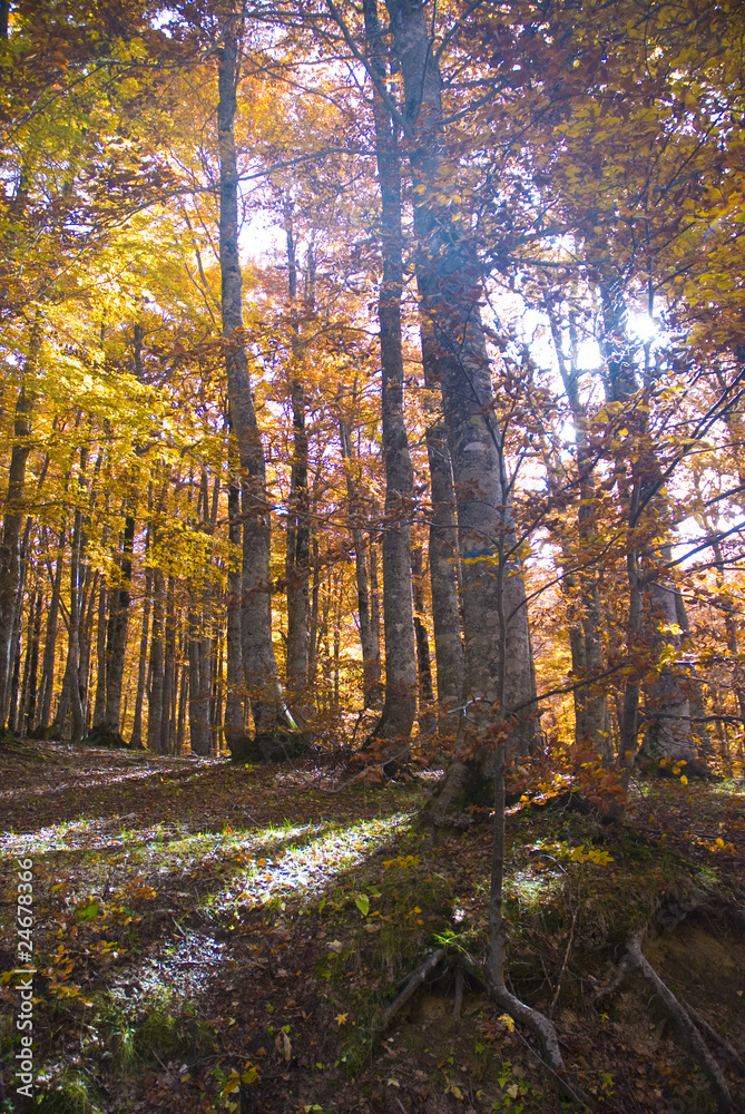 Obraz premium Foliage in autumn