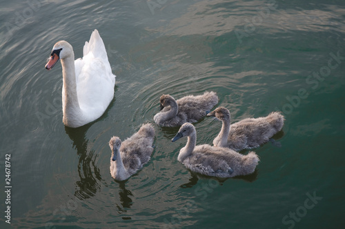 Schwan  Nachwuchs  Tierbabies