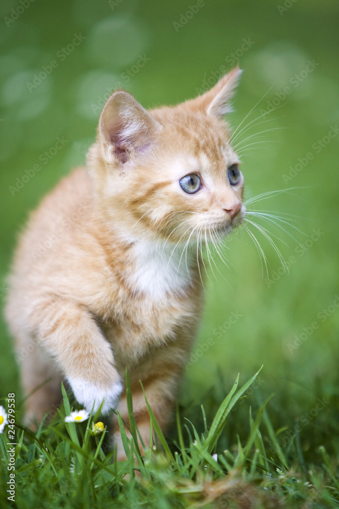 Katzenbaby schleicht im Gras