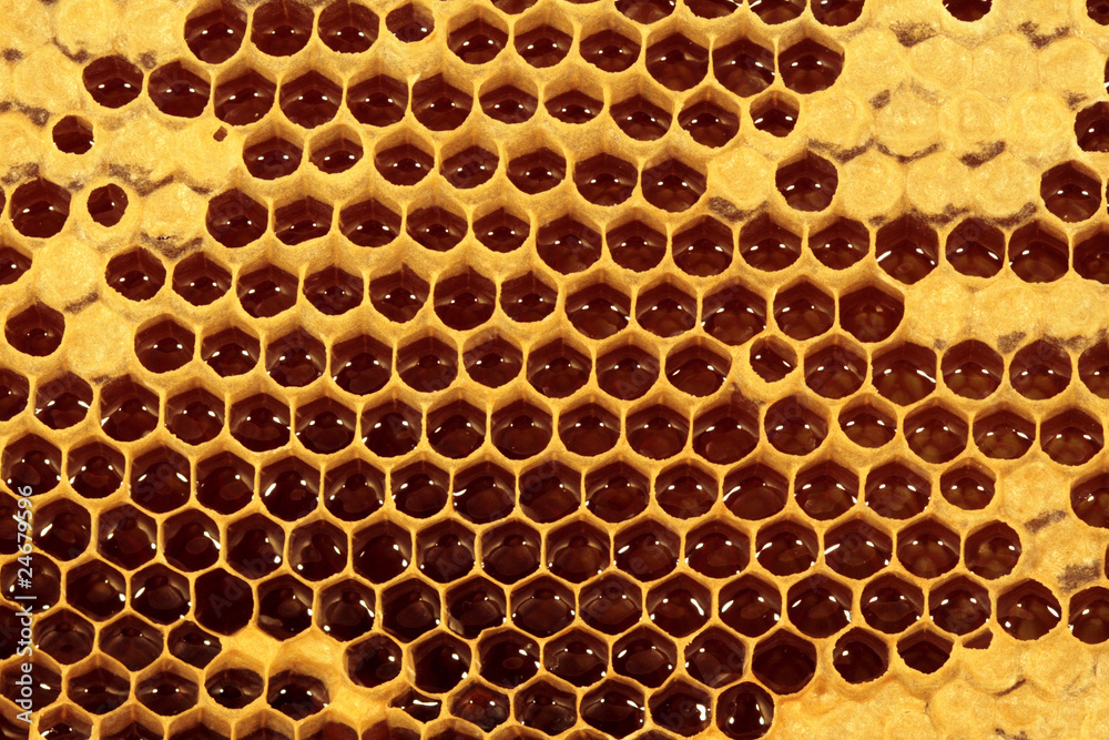 Honigwabe mit frischem Bienenhonig - Makro VIII Honigwabe mit frischem Bienenhonig - Makro VIII