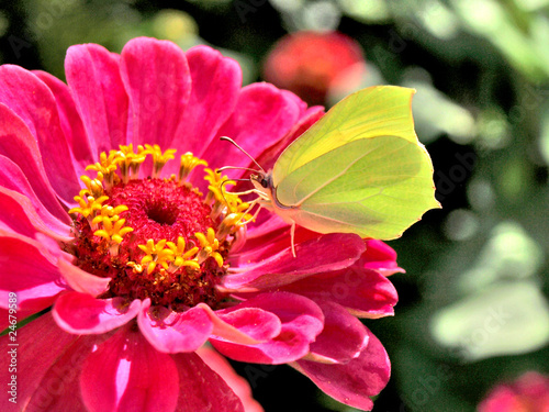 Schmetterling auf Blume