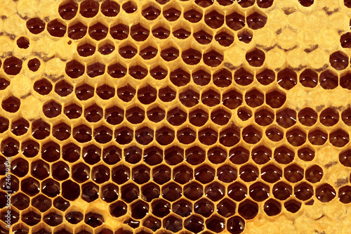 Honigwabe mit frischem Bienenhonig - Makro VIII
