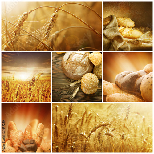 Wheat Collage.Harvest concepts