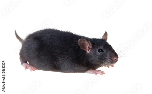 Portrait of a small black rat