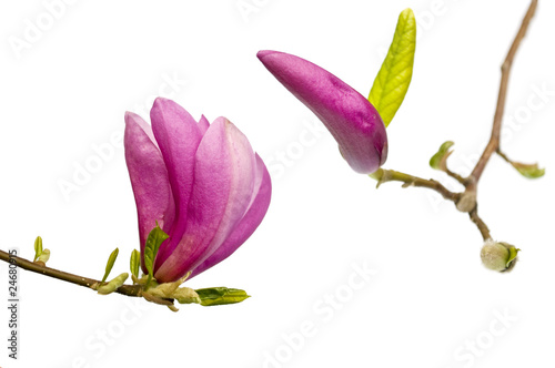 Magnolia.