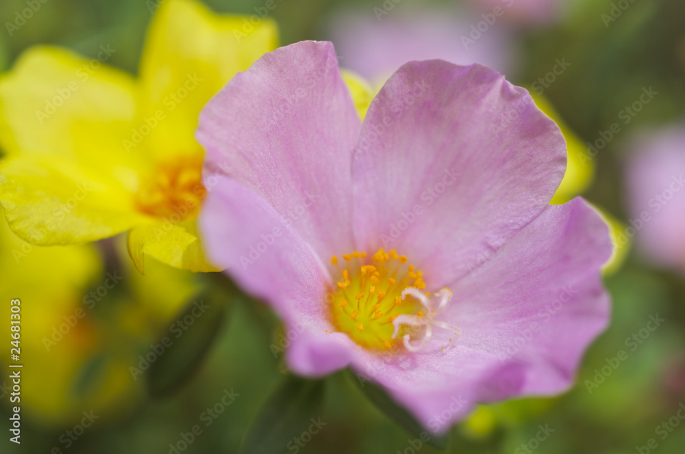 Fototapeta premium ピンクのポーチュラカ