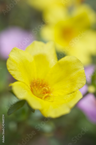 黄色のポーチュラカ