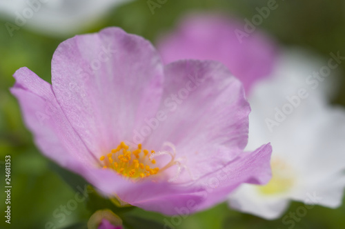 ピンクのポーチュラカ