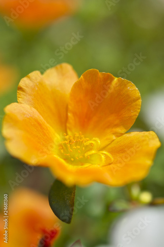 オレンジ色のポーチュラカ