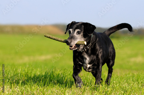 Hundesenior mit Stöckchen photo