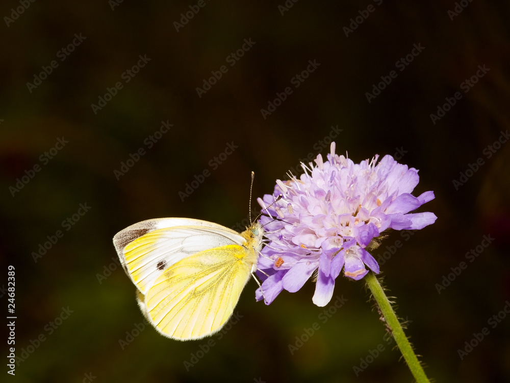 Naklejka premium large white butterfly