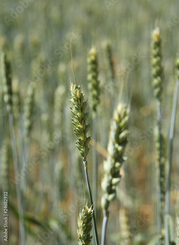 Wheat ear photo