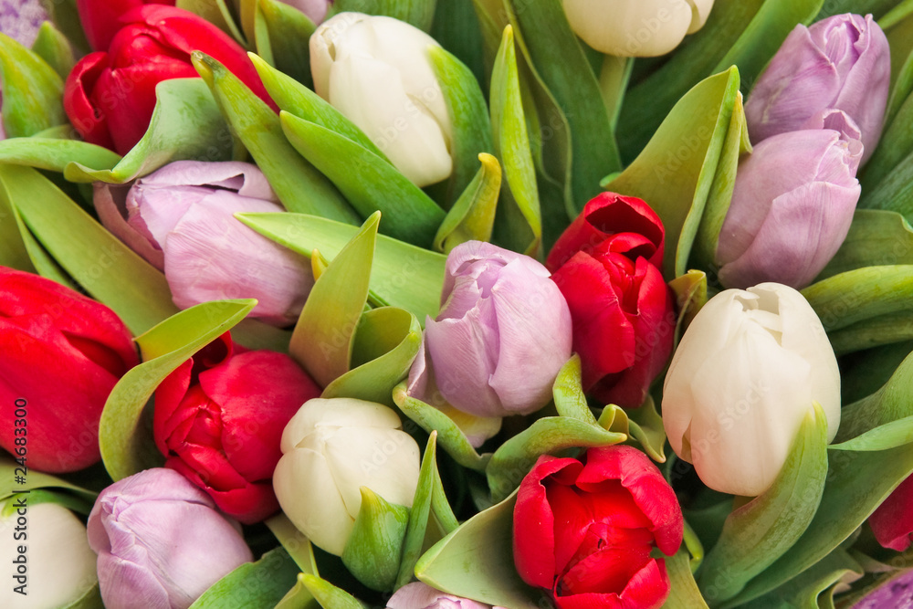 Fototapeta premium tulips