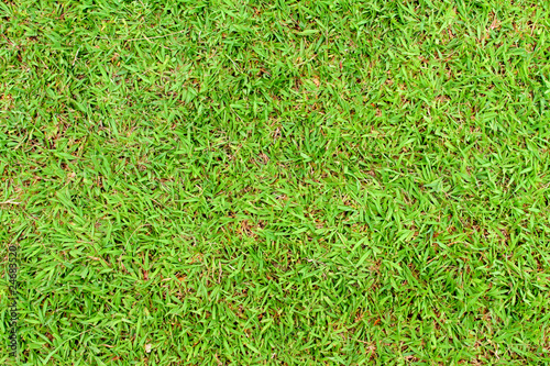 Konstfotografi green grass