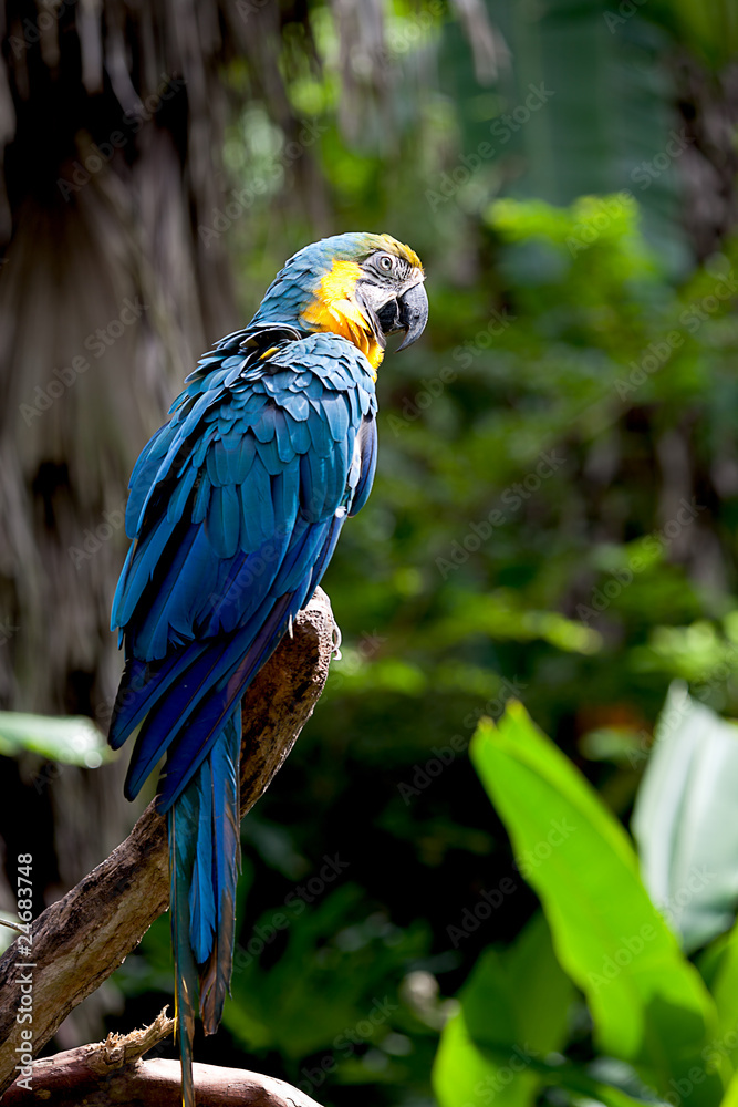 Obraz premium Colorful scarlet macaw perched on a branch