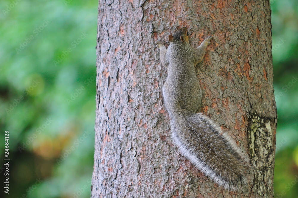 Fototapeta premium Ecureuil accroché sur un arbre.