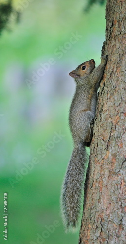 Ecureuil grinpant dans sur un arbre.
