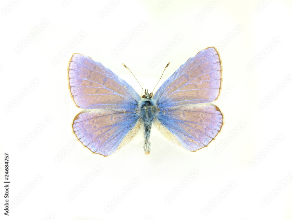 Fototapeta premium Butterfly isolated on white background