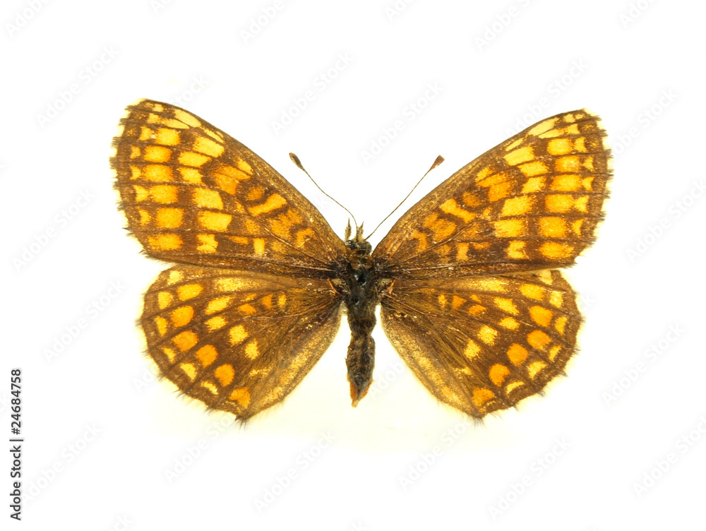 Obraz premium Butterfly isolated on white background