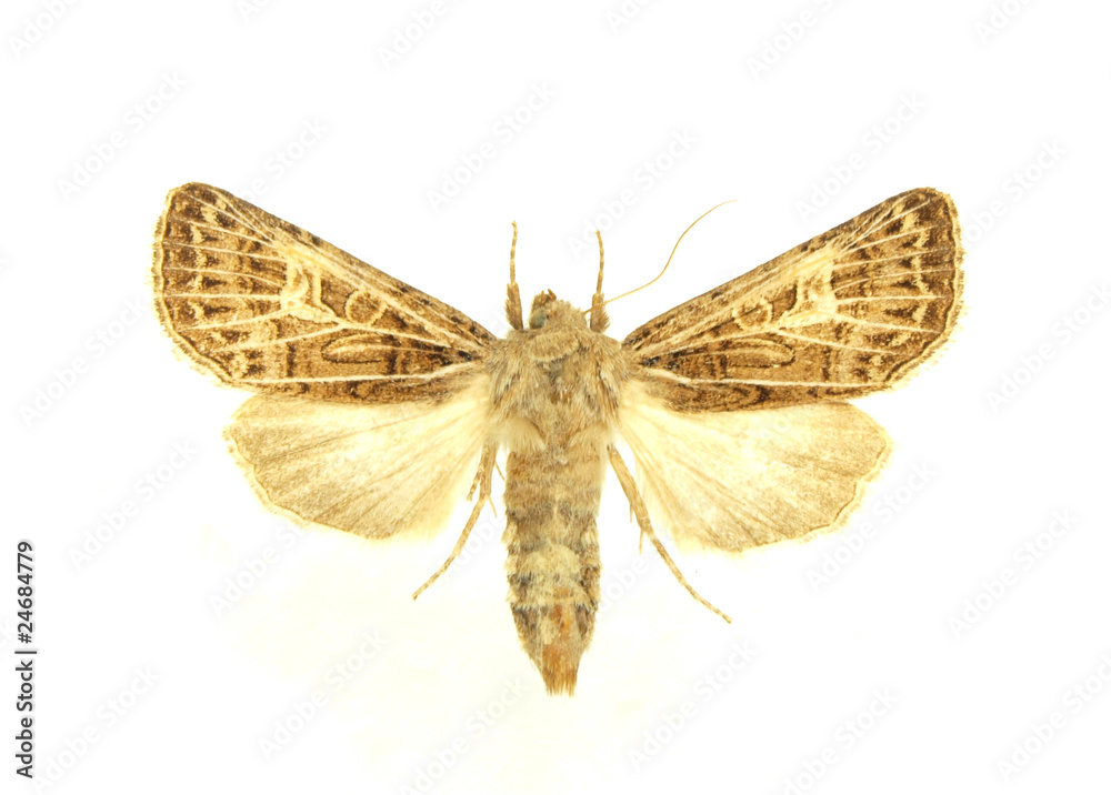 Obraz premium Moth isolated on white background
