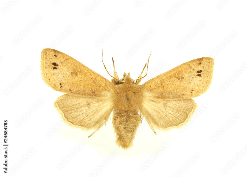 Naklejka premium Moth isolated on white background