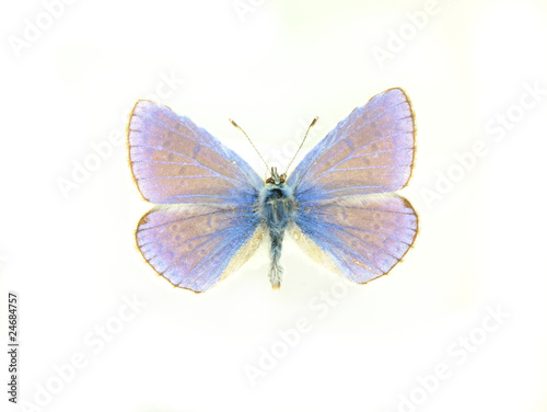 Butterfly isolated on white background