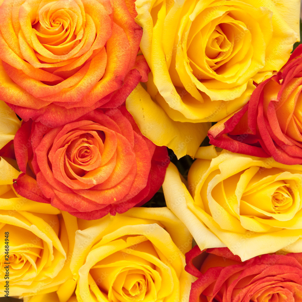 roses roses