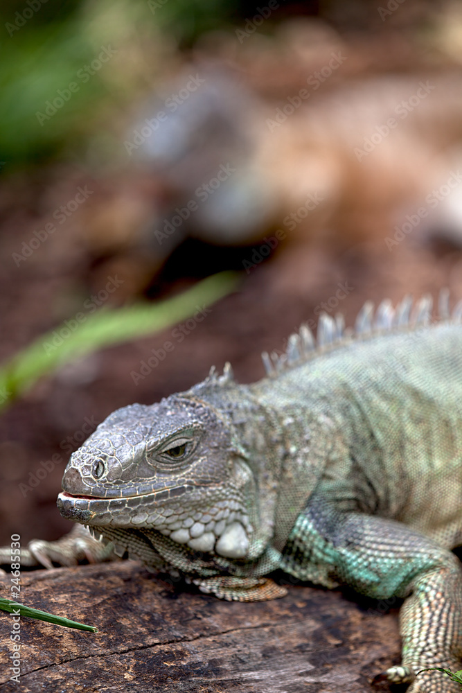 Rhinoceros Iguana (cyclura cornuta) for background use Rhinoceros Iguana (cyclura cornuta) for background use