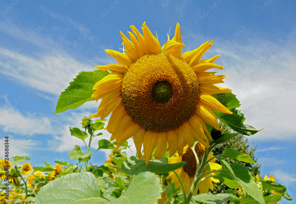 Sonnenblume Sonnenblume