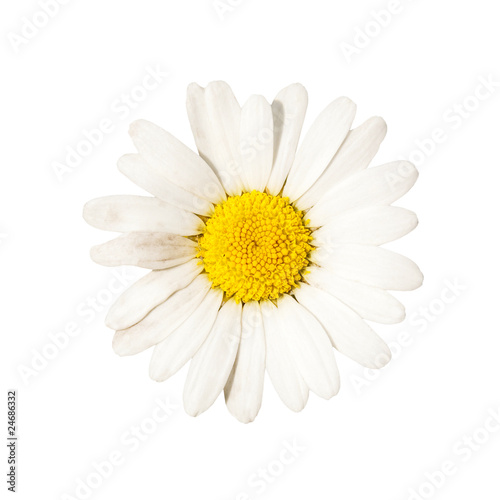 camomile