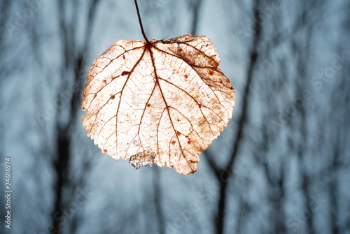 leaf with lighted veins