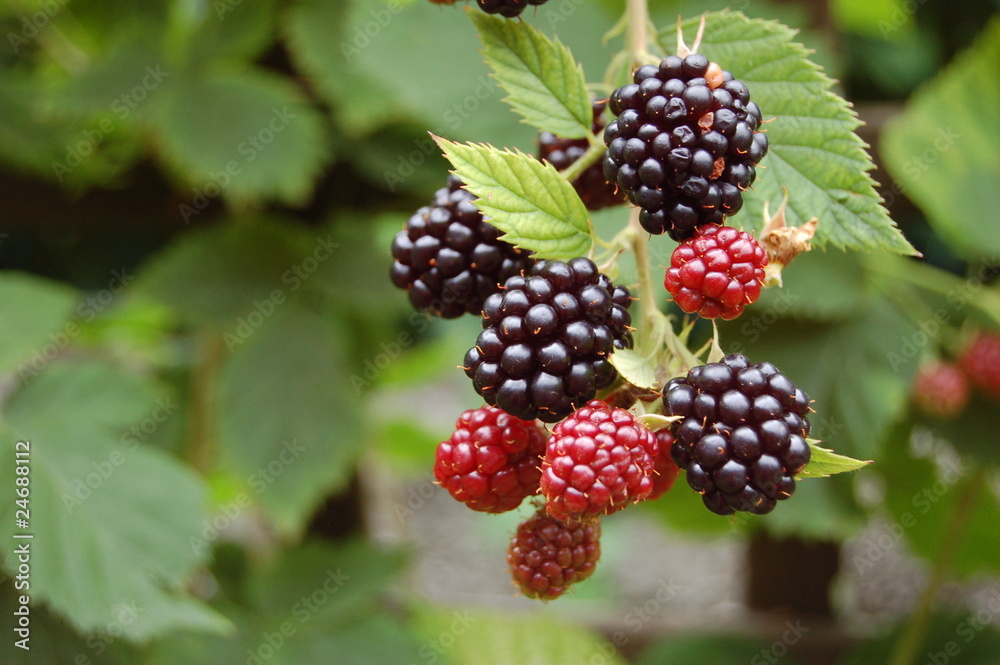Brombeeren Brombeeren
