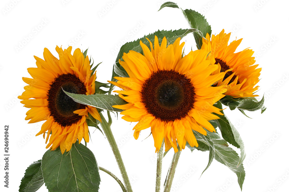 Obraz premium sonneblume