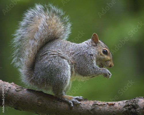 Eating squirrel © Guy Sagi