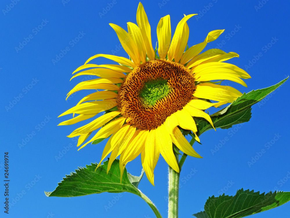 sunflower and blue sky