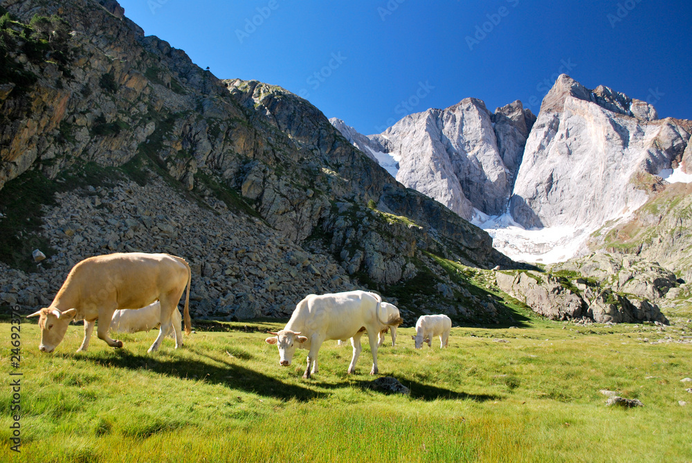 Fototapeta premium Troupeau au Vignemale