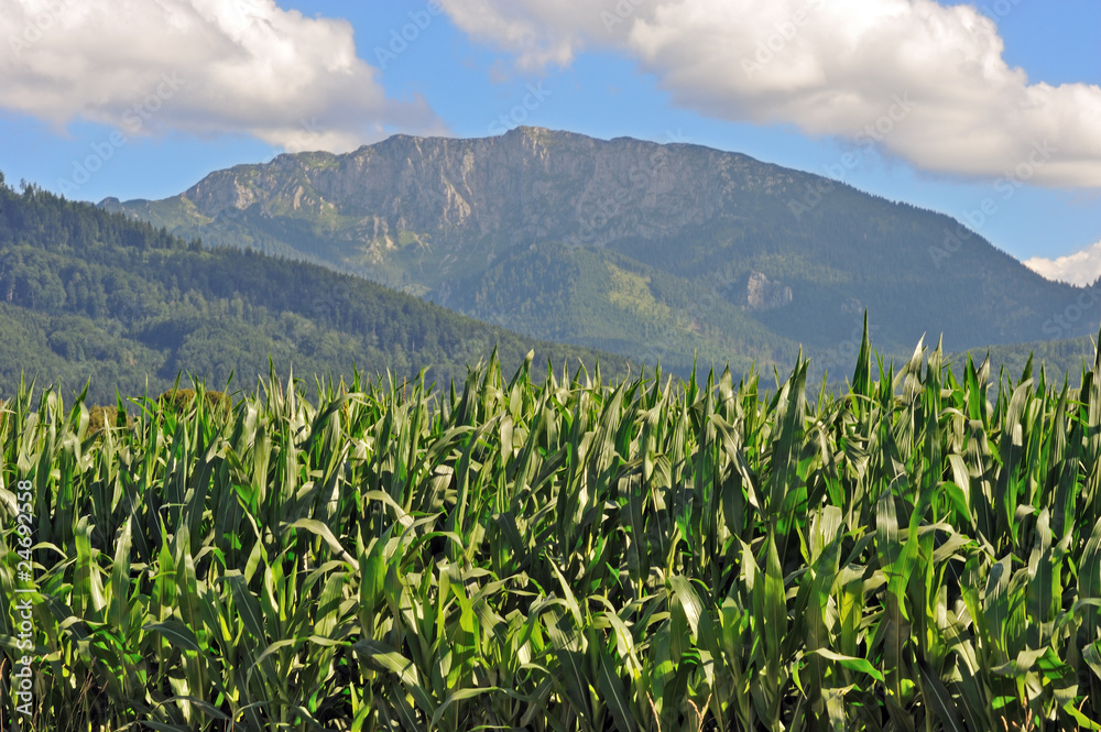 Maisanbau in Oberbayern Maisanbau in Oberbayern