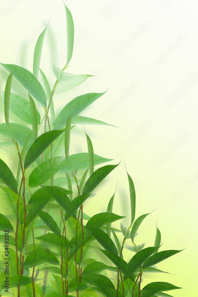 Obraz premium Green palnts