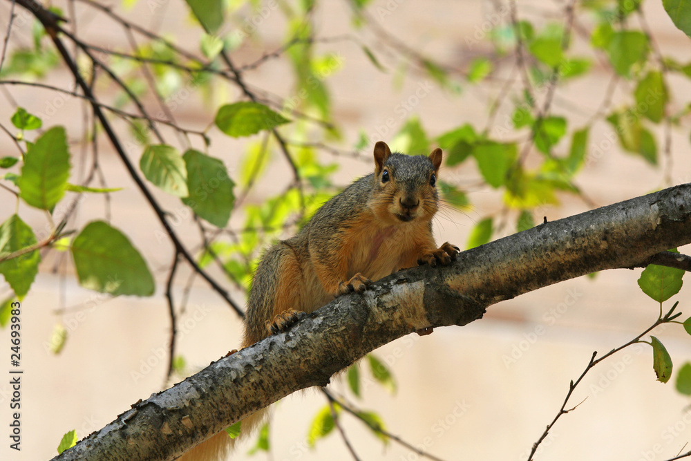 Squirrel in a Tree Squirrel in a Tree